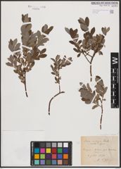 Salix aurita L. x Salix repens L.